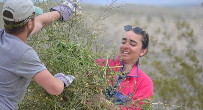 Two people wearing gloves work to remove a shrub